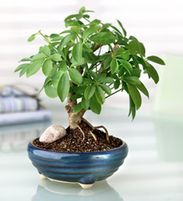 Bonsai 