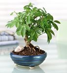 Bonsai 