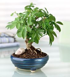 Bonsai 