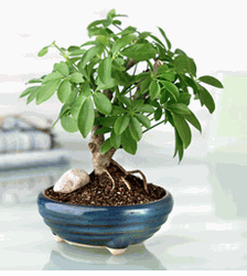 Bonsai 