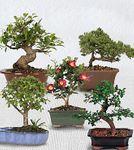 Bonsai assorted plants