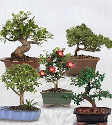 Bonsai assorted plants