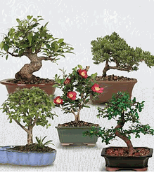 Bonsai assorted plants