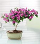 Bonsai - Bougainvillea 