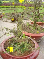 Bonsai Hoa mai