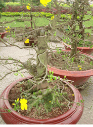 Bonsai Hoa mai