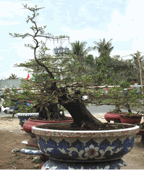 Bonsai Hoa Mai