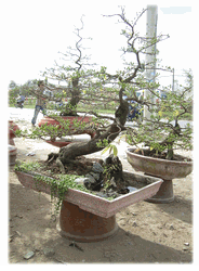 Bonsai HOa Mai