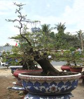 Bonsai Hoa Mai