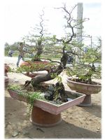 Bonsai HOa Mai