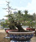 Bonsai Hoa Mai