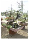 Bonsai HOa Mai