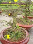 Bonsai Hoa mai