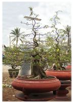 BonSai Hoa Mai Plum Bonsai tree