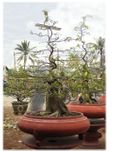 BonSai Hoa Mai Plum Bonsai tree