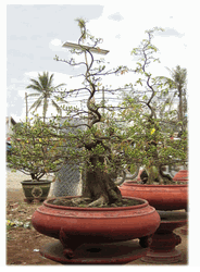 BonSai Hoa Mai Plum Bonsai tree