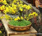 Bonsai Plum Flower