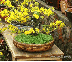 Bonsai Plum Flower