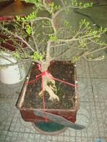 Bonsai tree Hoa mai