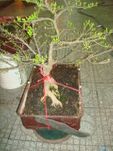 Bonsai tree Hoa mai