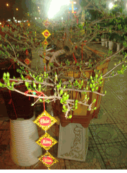 Bonsai tree Hoa mai