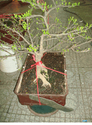 Bonsai tree Hoa mai