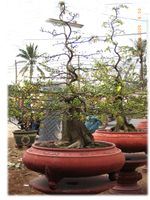 Bonsai Tree Plum Hoa mai