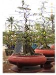 Bonsai Tree Plum Hoa mai