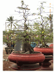 Bonsai Tree Plum Hoa mai