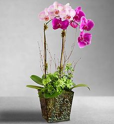 Botanical Orchid Duet 