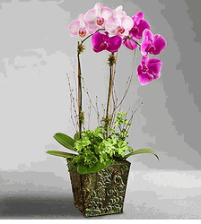 Botanical Orchid Duet 