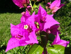 bougainvillea-glabra