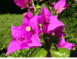 bougainvillea-glabra