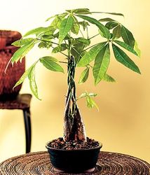 Braided Money Tree 
