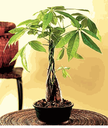 Braided Money Tree 