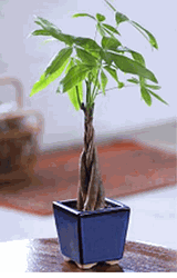 Braided Money Tree