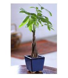 Braided Money Tree One feet tall