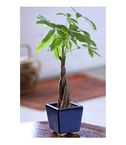 Braided Money Tree One feet tall