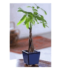 Braided Money Tree One feet tall