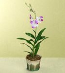 Breeze Orchid Plant