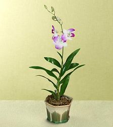 Breeze Orchid Plant