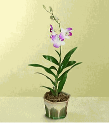 Breeze Orchid Plant
