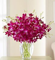 Breeze Orchids