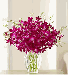 Breeze Orchids