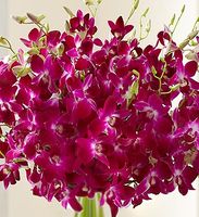 Breeze Orchids Bouquet Wraped Beauty Delivery Saigon
