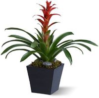 Bright Bromeliad large