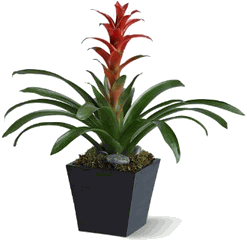Bright Bromeliad large
