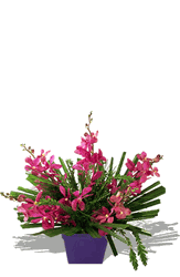 Bright mokara orchids Arrangements