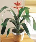 Bromeliad plant