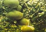 buoi-grapefruit 1kg